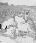 African American children picking cotton 